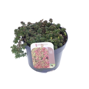 Sedum album Coral Carpet