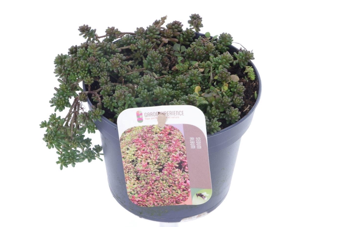 <h4>Sedum album Coral Carpet</h4>