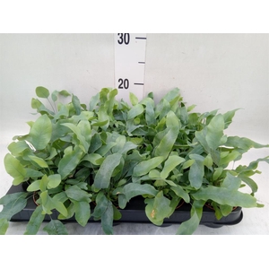 Phlebodium aureum 'Blue Star'