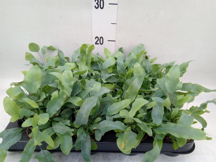 <h4>Phlebodium aureum 'Blue Star'</h4>