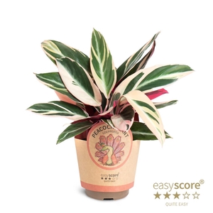 CALATHEA SPECIES