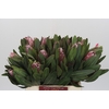 Protea Pink Ice