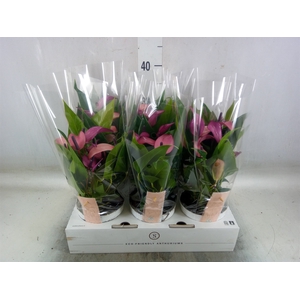 Anthurium  'Zizou'