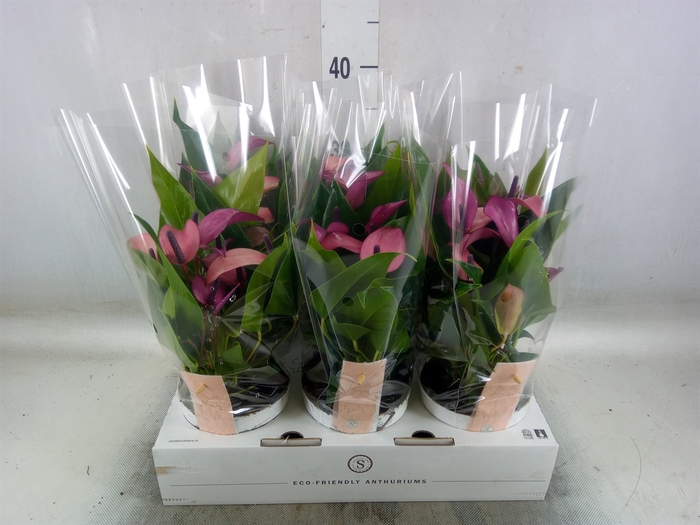 <h4>Anthurium  'Zizou'</h4>