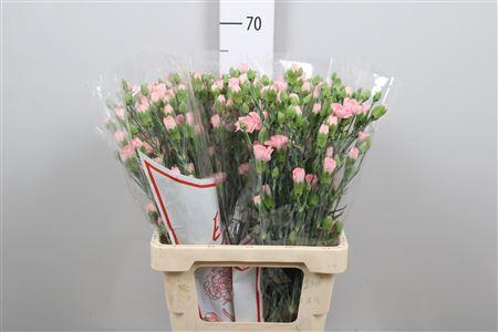 <h4>Di Tr Doobadoo</h4>