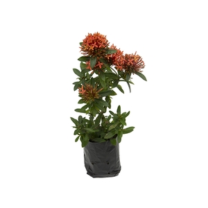 IXORA MINI SAQ 10 VERMELHO