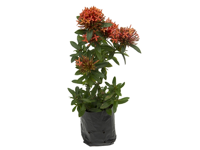 <h4>IXORA MINI SAQ 10 VERMELHO</h4>