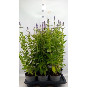 Agastache  'Blue Fortune'