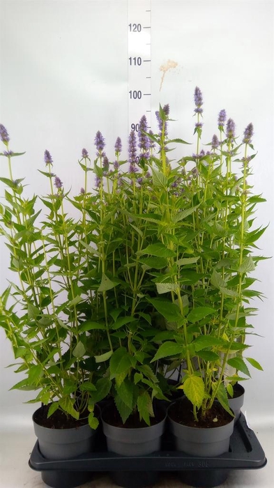 <h4>Agastache 'Blue Fortune'</h4>