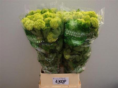 <h4>Viburnum Roseum St</h4>