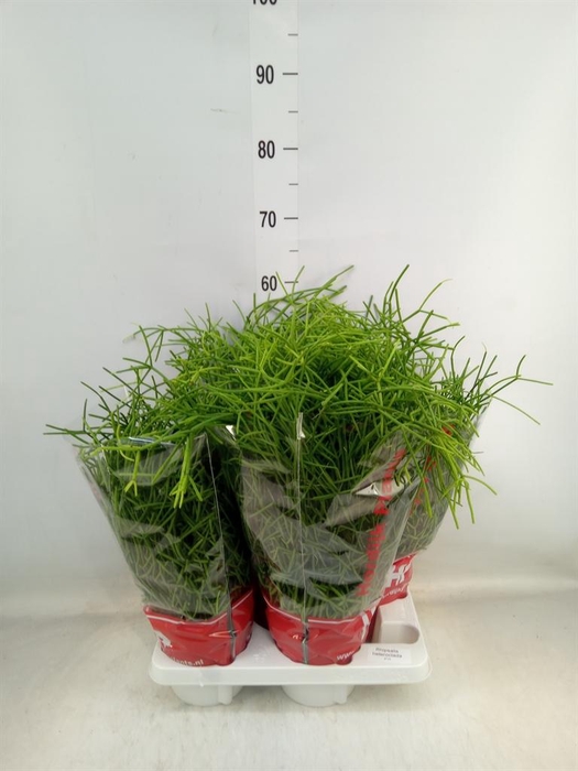 <h4>Rhipsalis heteroclada</h4>