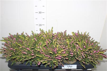 <h4>Eric Da Pot Gem 2kl</h4>