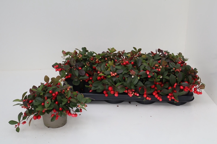 <h4>GAULTH PR BIG BERRY</h4>