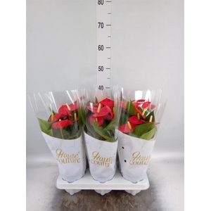 Anthurium andr. 'Aroha'