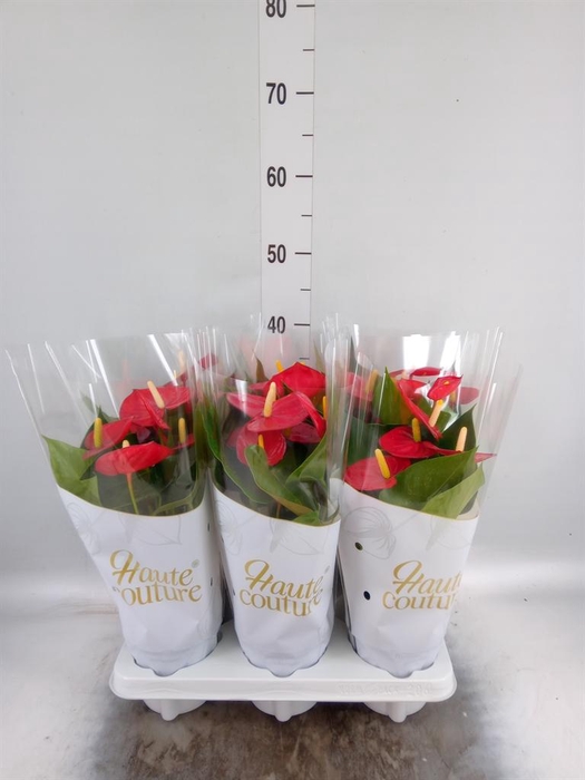 <h4>Anthurium andr. 'Aroha'</h4>