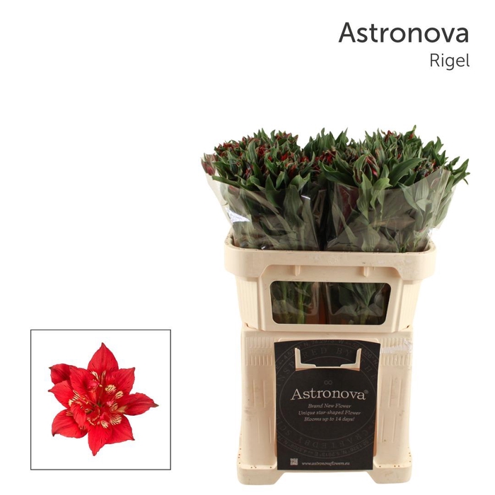<h4>Alstroemeria Astronova Rigel</h4>