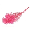 Pres Gyps Bq Bleached Cerise Slv 240gr