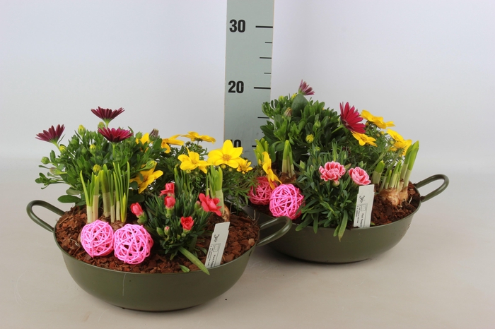 <h4>ARR TUINPLANTEN</h4>