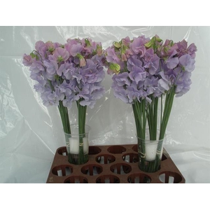 LATHYRUS LAVENDEL
