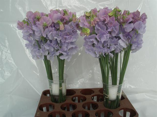 <h4>LATHYRUS LAVENDEL</h4>