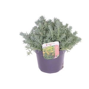 Sedum reflexum