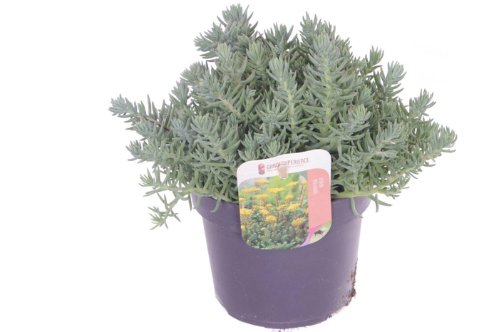 <h4>Sedum reflexum</h4>