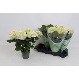 HYDR M CRYSTAL PALAC