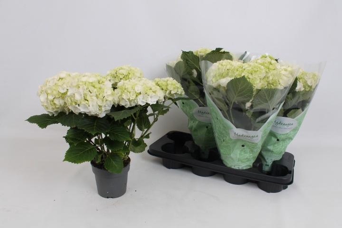 <h4>HYDR M CRYSTAL PALAC</h4>