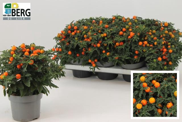 <h4>Solan Pseudocapsic</h4>