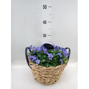 Arr.   Perkplanten L%