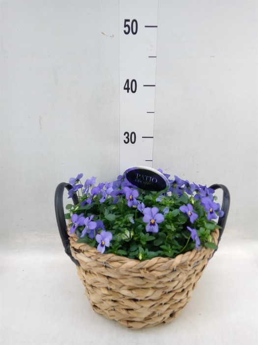 <h4>Arr.   Perkplanten L%</h4>