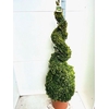 Buxu Sempervirens Spiraal