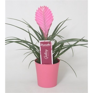 Tillandsia cyanea 'Anita' in roze kunststof pot