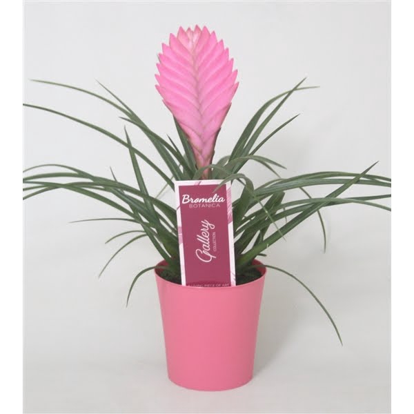 <h4>Tillandsia cyanea 'Anita' in roze kunststof pot</h4>