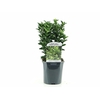 Euonymus japonicus Green Spire