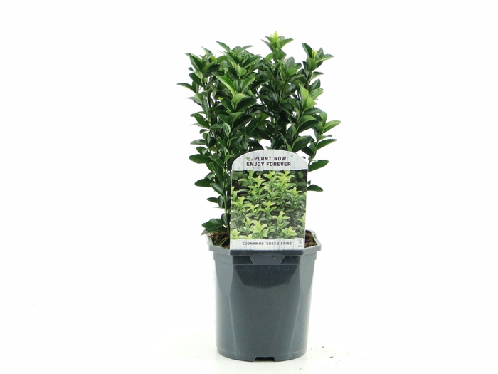 Euonymus japonicus Green Spire
