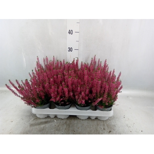 Calluna vulg. 'Beauty L Siska'