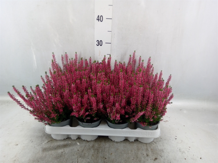 <h4>Calluna vulg. 'Beauty L Siska'</h4>