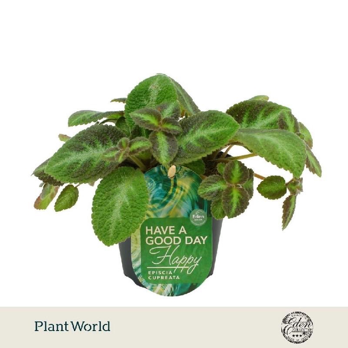 <h4>Episcia Overig Neon Suprise</h4>