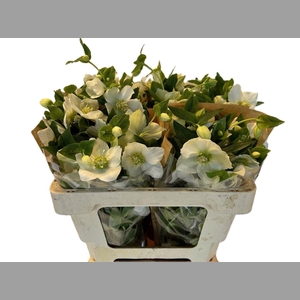 Hell Or Queens White