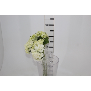 HORTENSIA 050 CM BRANCO