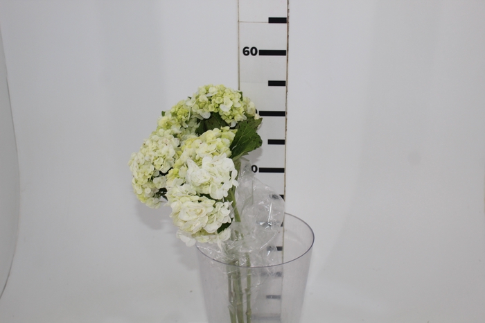 <h4>HORTENSIA 050 CM BRANCO</h4>