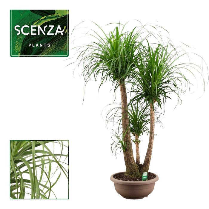 <h4>Beaucarnea vertakt 40 cm (Scenza)</h4>