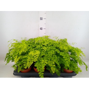 Adiantum raddi. 'Fragrans'