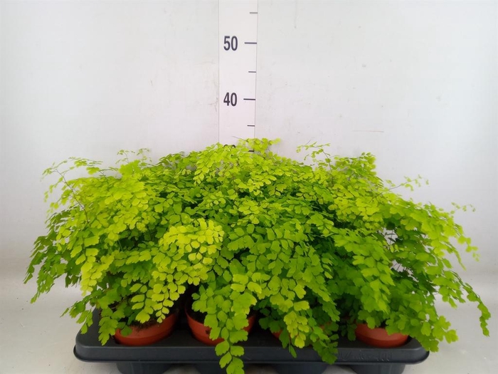 <h4>Adiantum raddi. 'Fragrans'</h4>