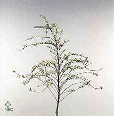 <h4>Spir C Grefsheim</h4>