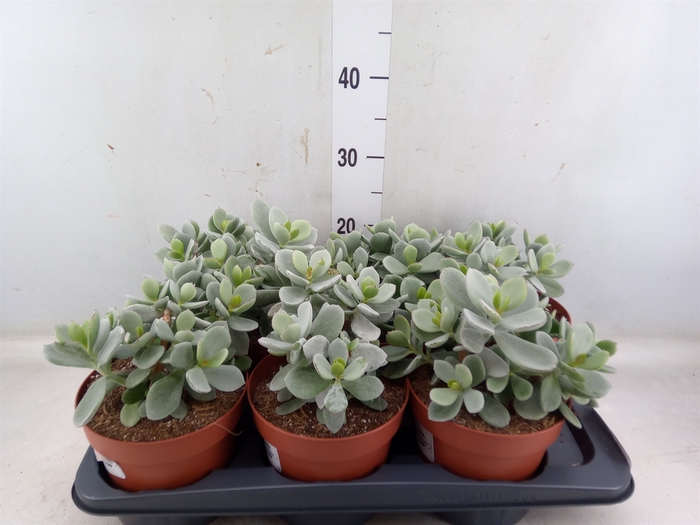 <h4>Cotyledon undulata</h4>