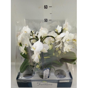 Phalaenopsis   ...white