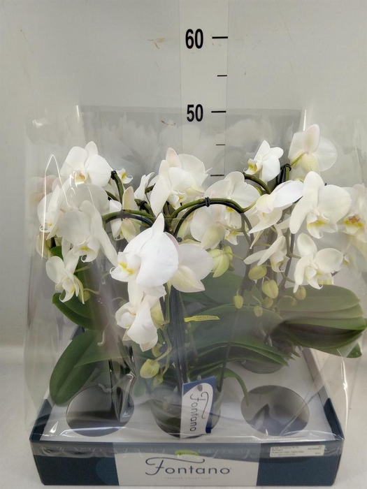 <h4>Phalaenopsis   ...white</h4>