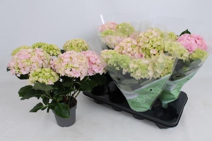 <h4>HYDR M HI RIVER</h4>